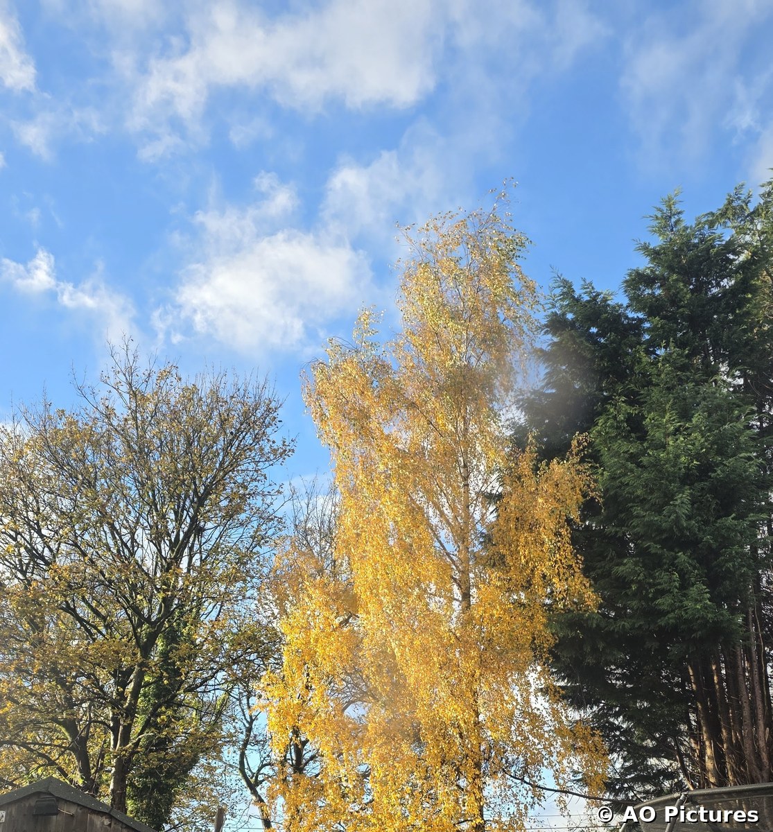 Autumn Trees