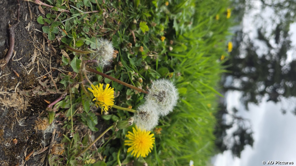 Dandelions